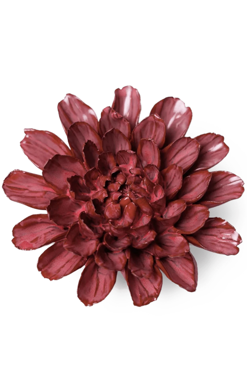 JA17 Blush Pink Star Dahlia - Chive UK Wholesale
