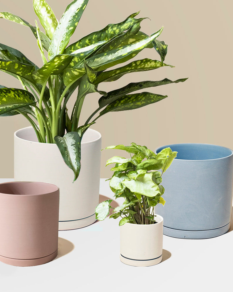 Dojo Porcelain Modern Indoor Plant Pot With Saucer - Chive UK Wholesale