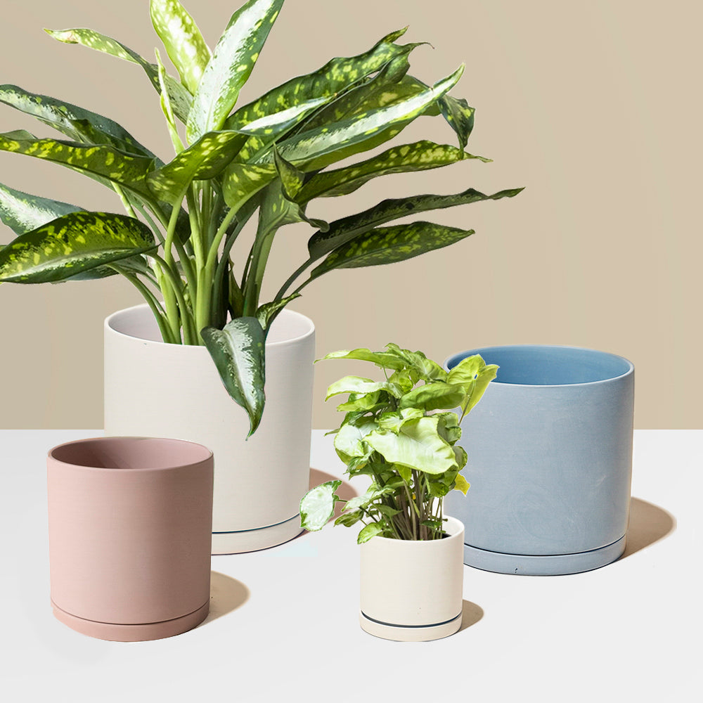 Dojo Porcelain Modern Indoor Plant Pot With Saucer Kits - Chive UK Wholesale