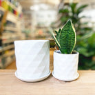 Virago Porcelain Pot With Drainage Hole And Saucer Kits - Chive UK Wholesale