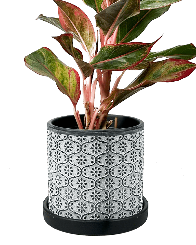 Balter Ceramic Pot And Saucer Set - Chive UK Wholesale