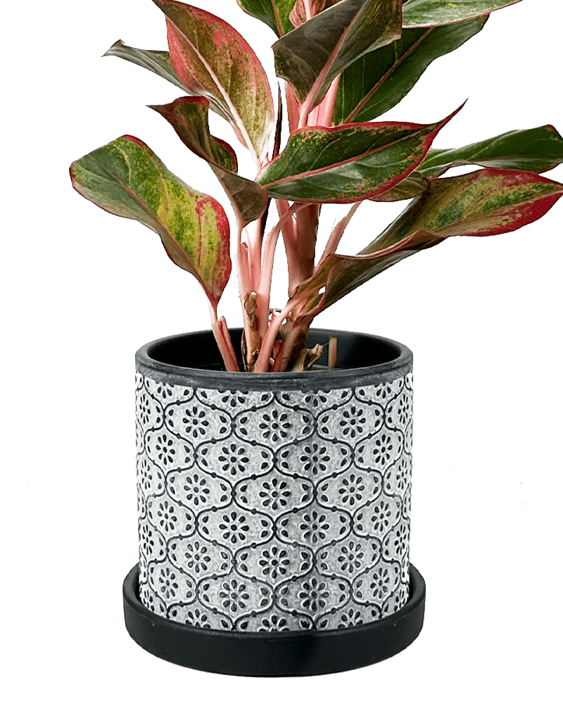 Balter Ceramic Pot And Saucer Set - Chive UK Wholesale