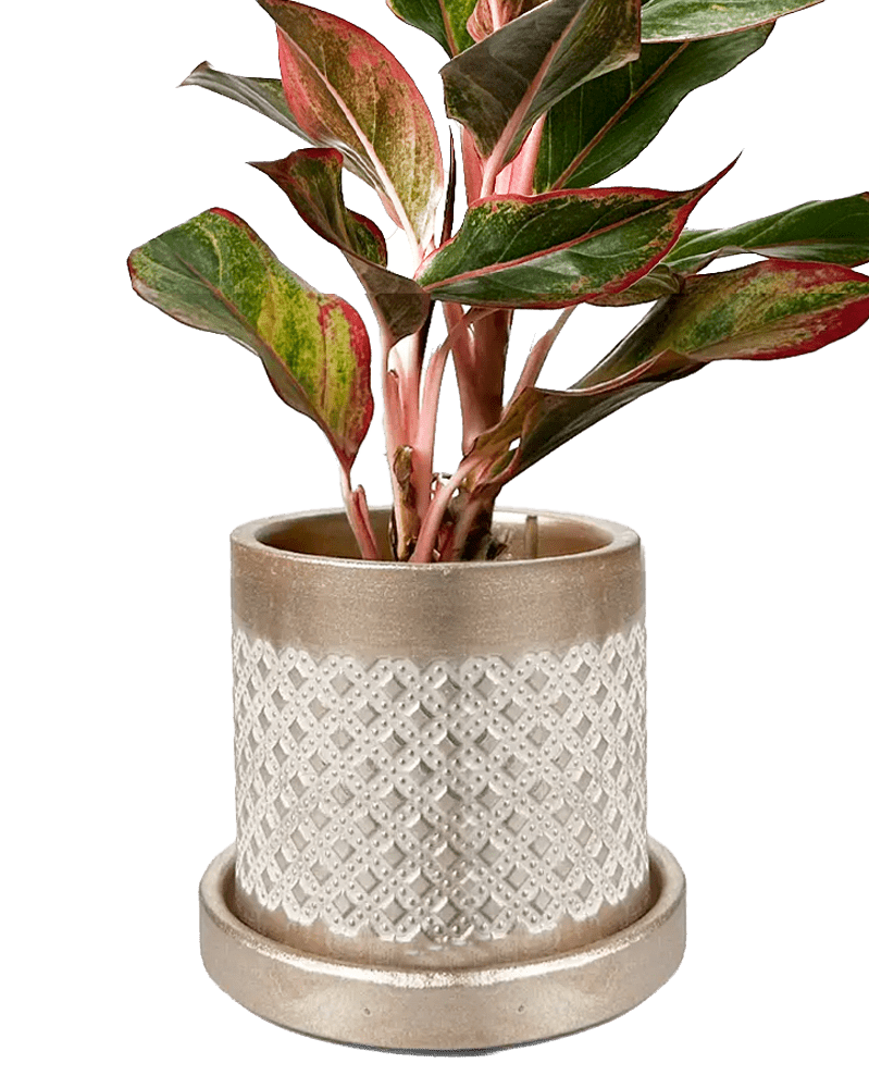 Balter Ceramic Pot And Saucer Set - Chive UK Wholesale
