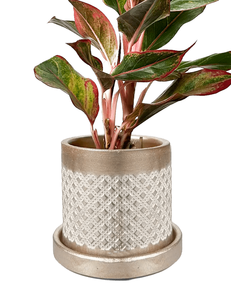 Balter Ceramic Pot And Saucer Set - Chive UK Wholesale