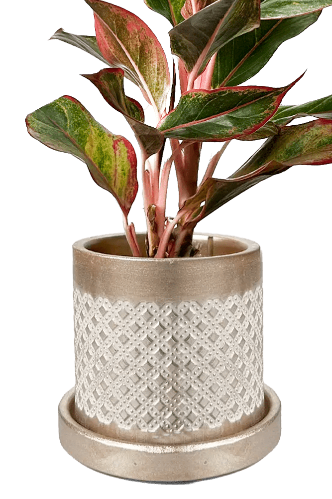 Balter Ceramic Pot And Saucer Set - Chive UK Wholesale
