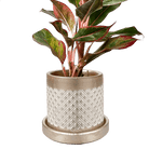 Balter Ceramic Pot And Saucer Set - Chive UK Wholesale
