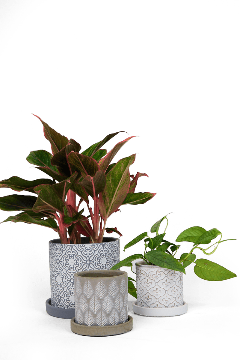 Balter Ceramic Pot And Saucer Set - Chive UK Wholesale