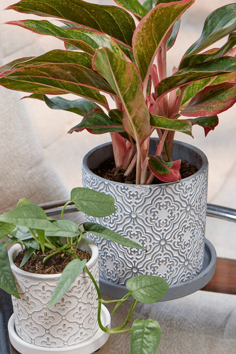 Balter Ceramic Pot And Saucer Set - Chive UK Wholesale