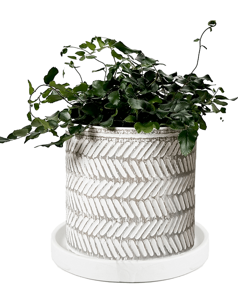 Balter Ceramic Pot And Saucer Set - Chive UK Wholesale