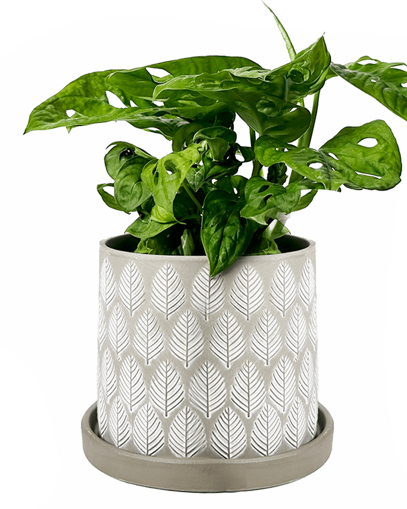 Balter Ceramic Pot And Saucer Set - Chive UK Wholesale