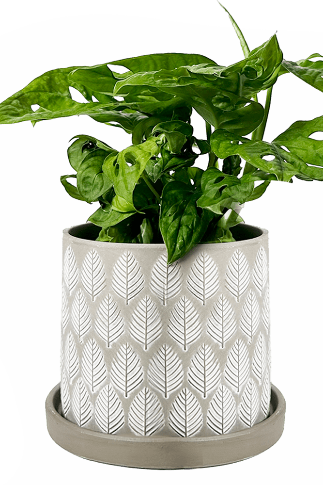 Balter Ceramic Pot And Saucer Set - Chive UK Wholesale