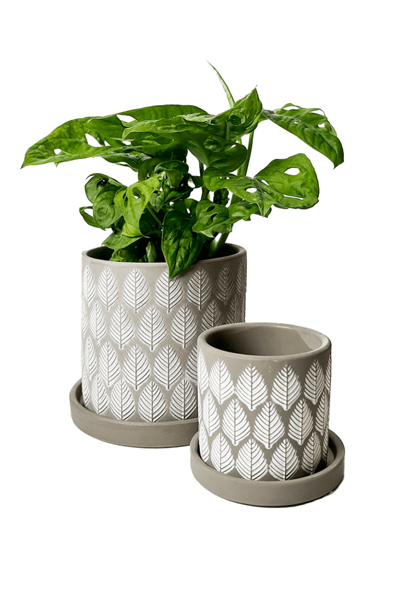Balter Ceramic Pot And Saucer Set - Chive UK Wholesale