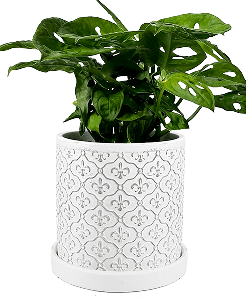 Balter Ceramic Pot And Saucer Set - Chive UK Wholesale