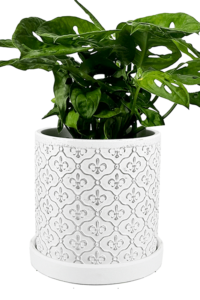 Balter Ceramic Pot And Saucer Set - Chive UK Wholesale