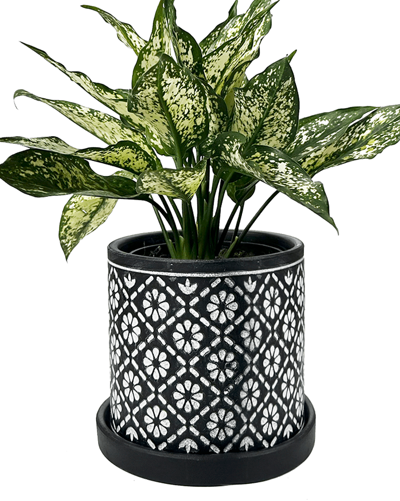 Balter Ceramic Pot And Saucer Set - Chive UK Wholesale