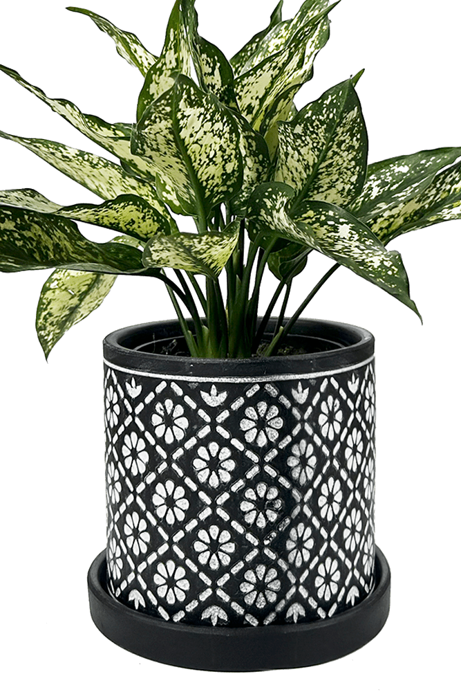 Balter Ceramic Pot And Saucer Set - Chive UK Wholesale