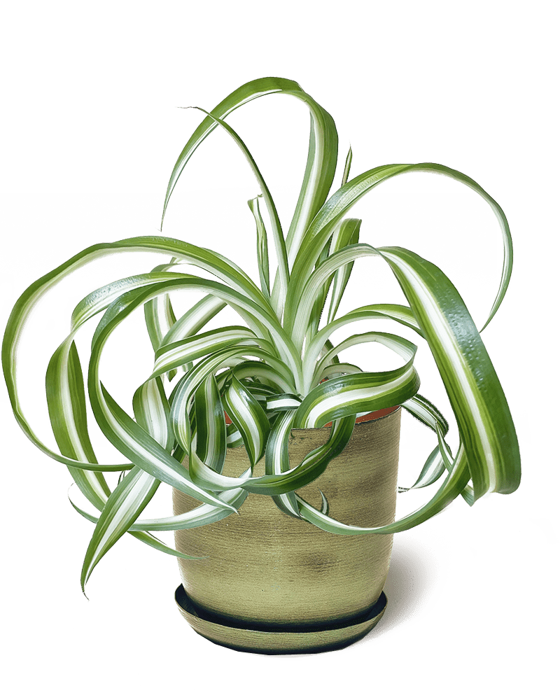 Joe Metal Pot With Drainage Hole - Chive UK Wholesale