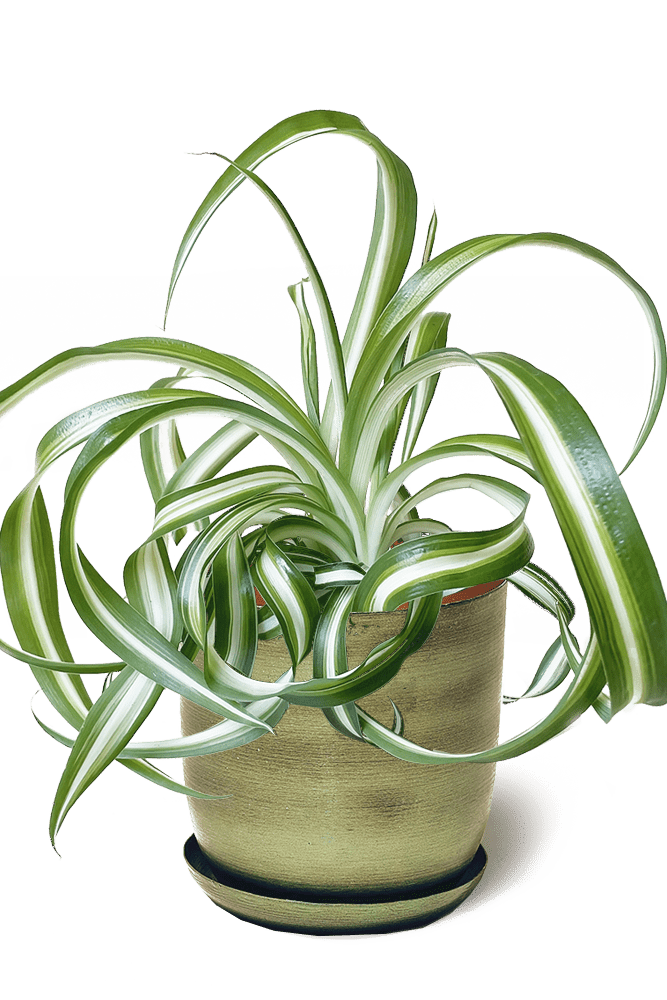 Joe Metal Pot With Drainage Hole - Chive UK Wholesale