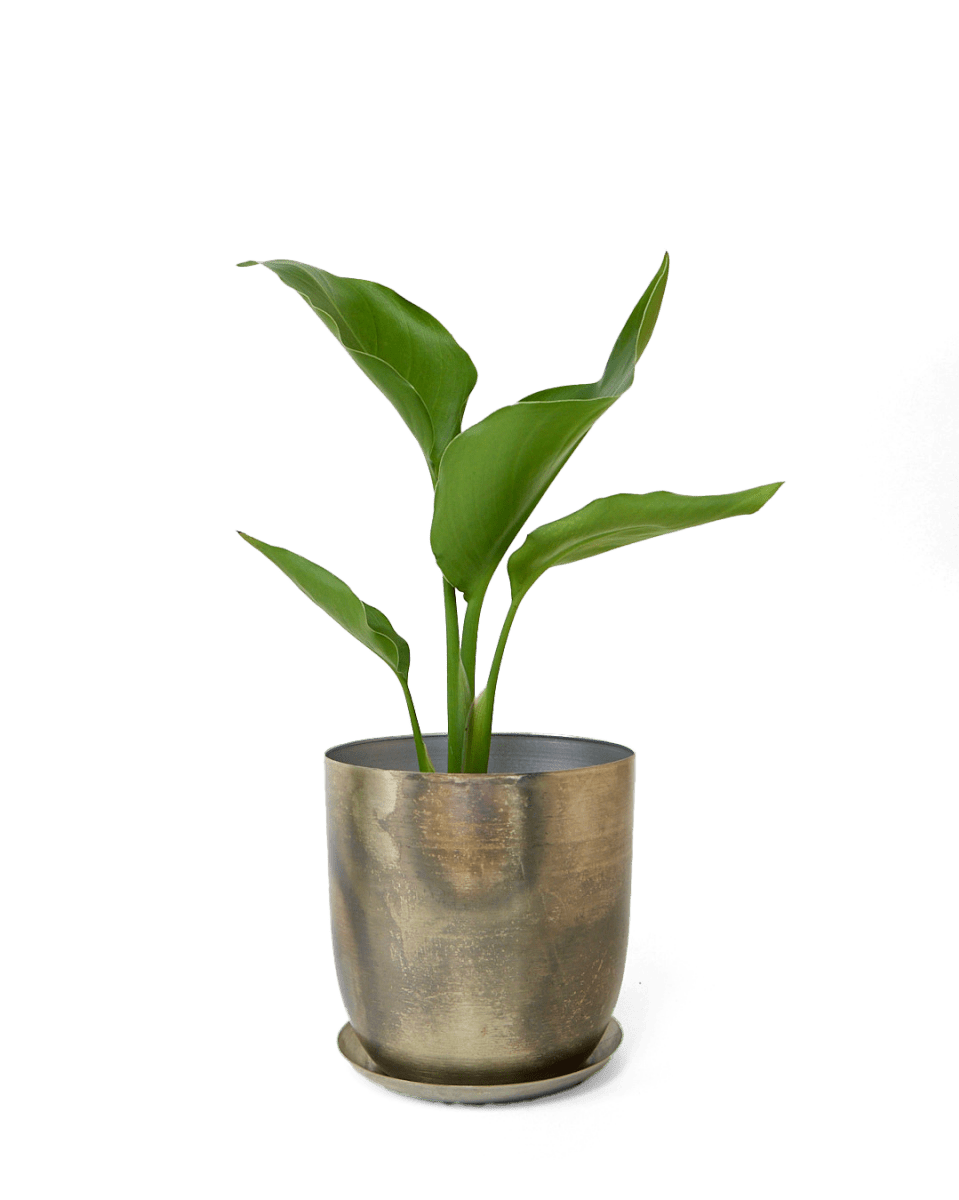 Joe Metal Pot With Drainage Hole - Chive UK Wholesale