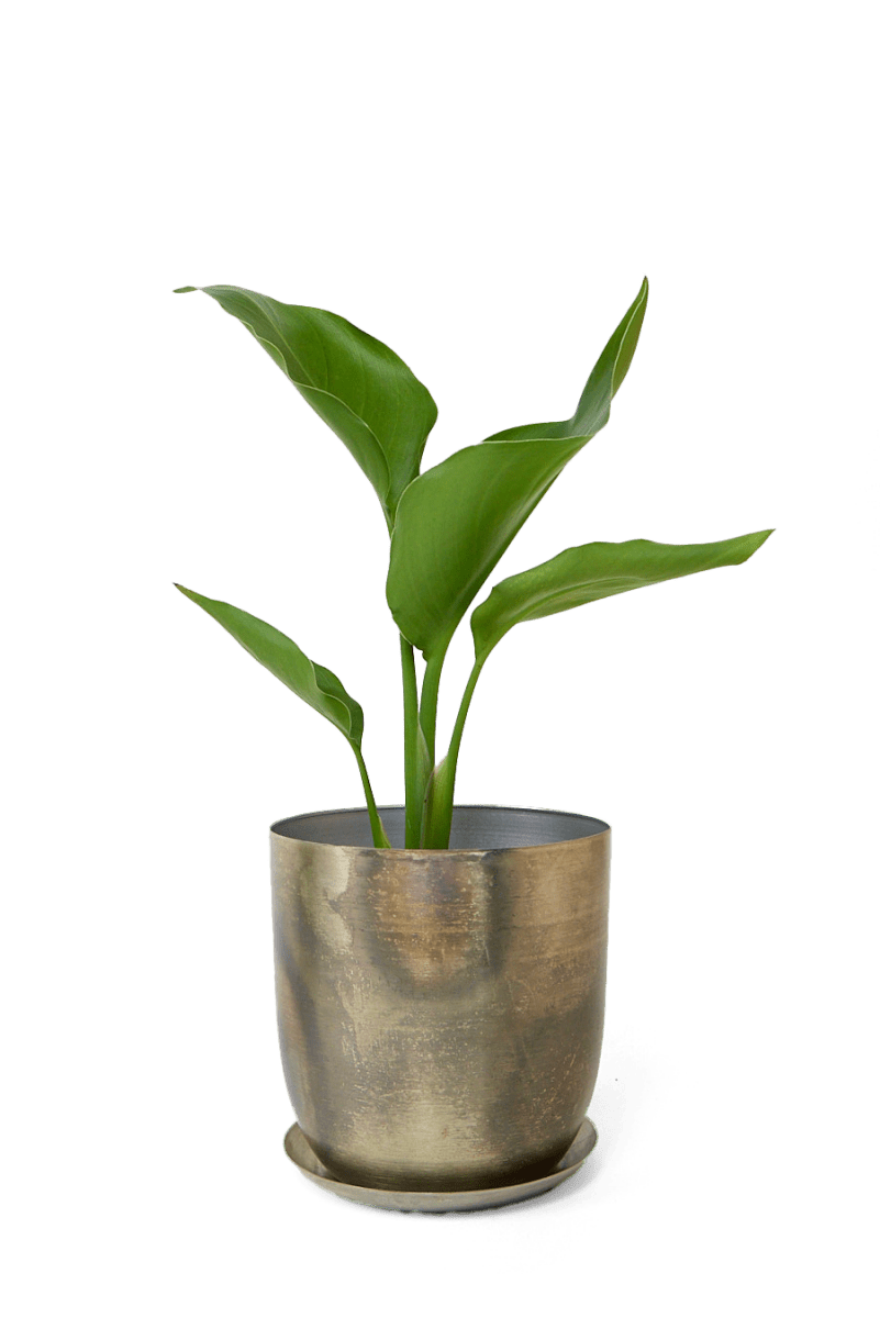 Joe Metal Pot With Drainage Hole - Chive UK Wholesale