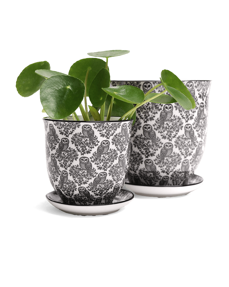 Liberte Porcelain Pot And Saucer Set With Drainage - Chive UK Wholesale