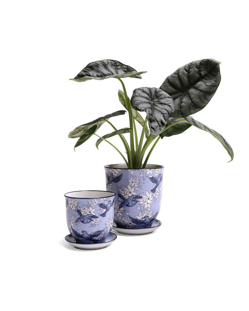 Liberte Porcelain Pot And Saucer Set With Drainage - Chive UK Wholesale