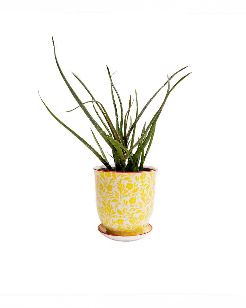 Liberte Porcelain Pot And Saucer Set With Drainage - Chive UK Wholesale
