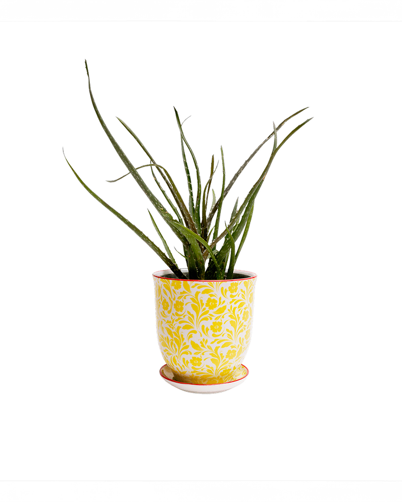 Liberte Porcelain Pot And Saucer Set With Drainage - Chive UK Wholesale