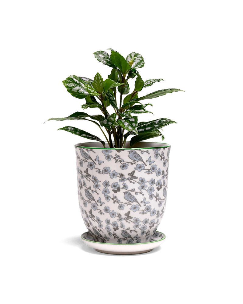 Liberte 5 Porcelain Pot And Saucer With Drainage - Chive UK Wholesale
