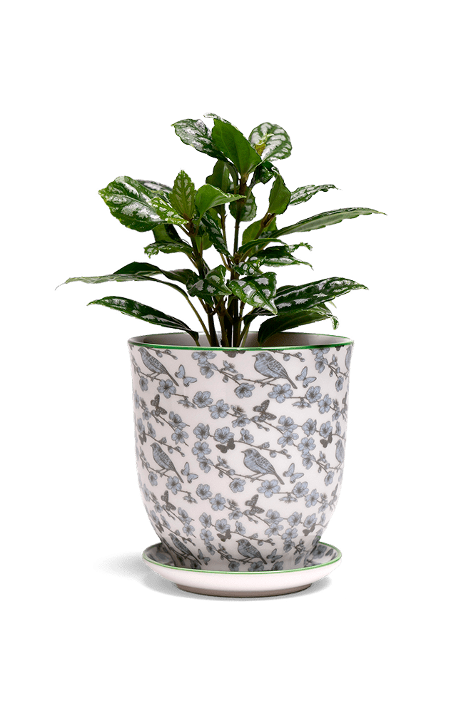 Liberte 5 Porcelain Pot And Saucer With Drainage - Chive UK Wholesale