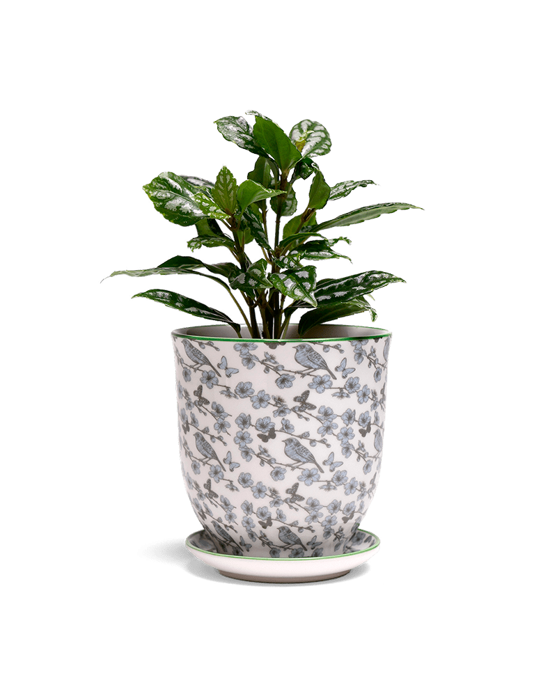 Liberte 5 Porcelain Pot And Saucer With Drainage - Chive UK Wholesale
