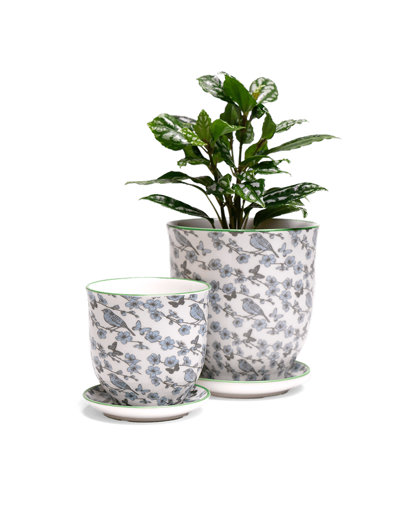 Liberte 5 Porcelain Pot And Saucer With Drainage - Chive UK Wholesale