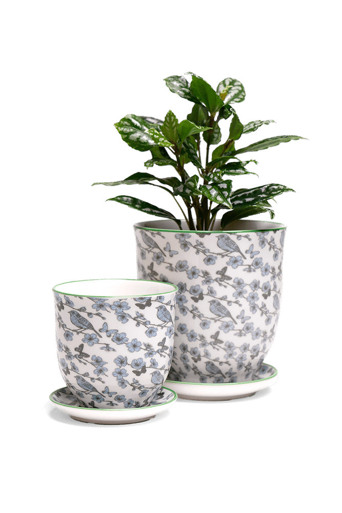 Liberte 5 Porcelain Pot And Saucer With Drainage - Chive UK Wholesale