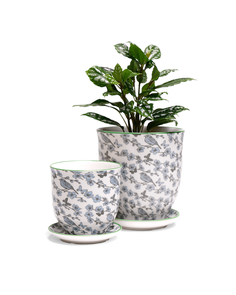 Liberte 5 Porcelain Pot And Saucer With Drainage - Chive UK Wholesale