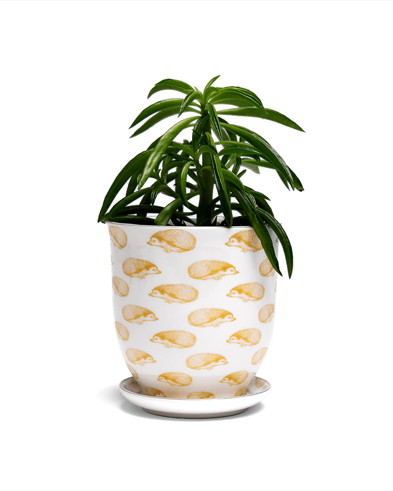 Liberte 5 Porcelain Pot And Saucer With Drainage - Chive UK Wholesale