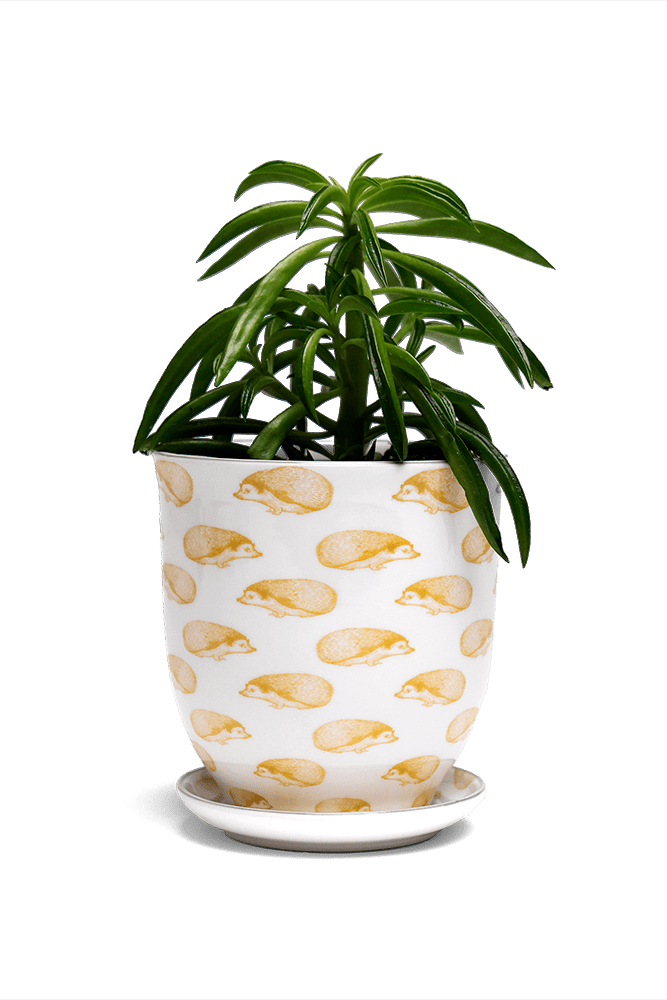 Liberte 5 Porcelain Pot And Saucer With Drainage - Chive UK Wholesale