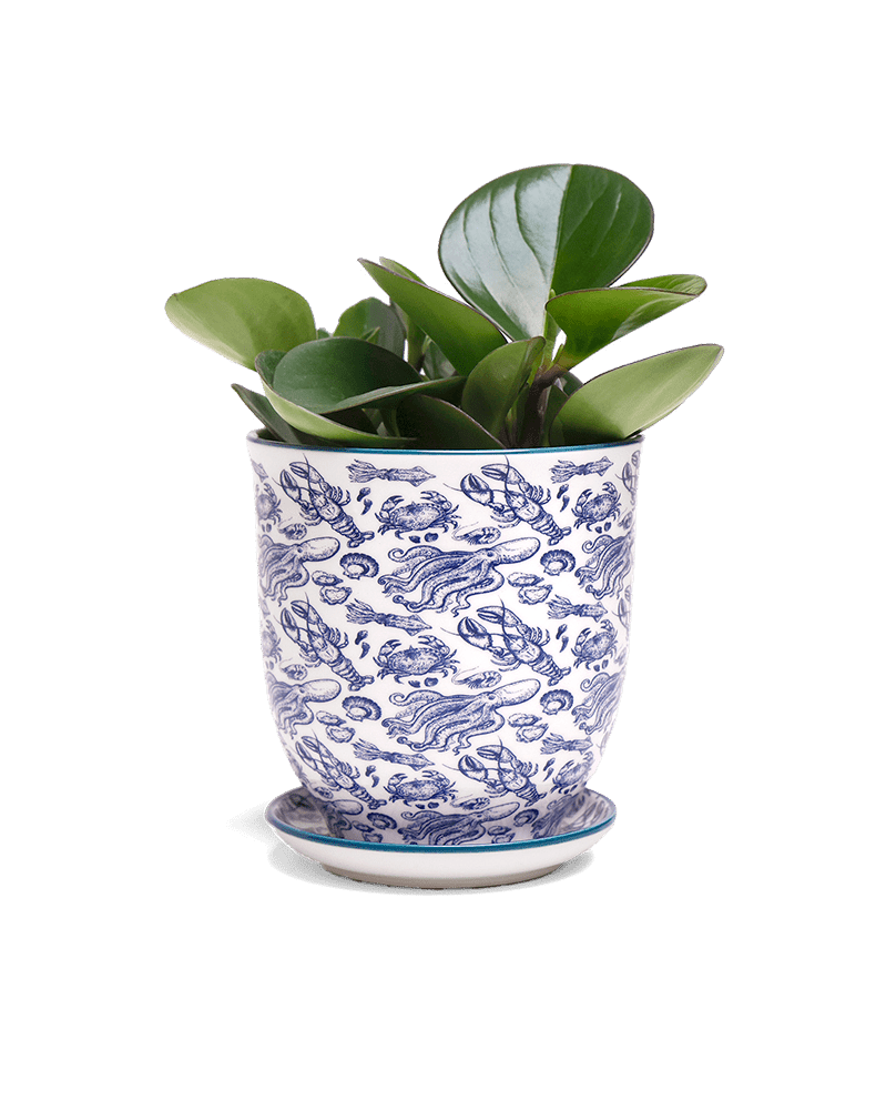 Liberte 5 Porcelain Pot And Saucer With Drainage - Chive UK Wholesale