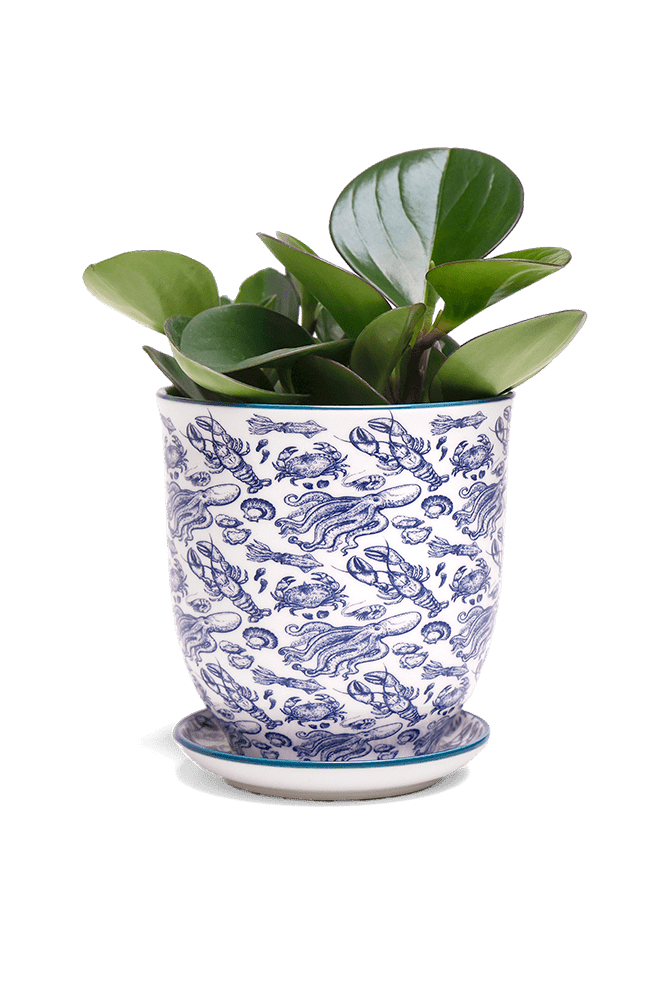 Liberte 5 Porcelain Pot And Saucer With Drainage - Chive UK Wholesale