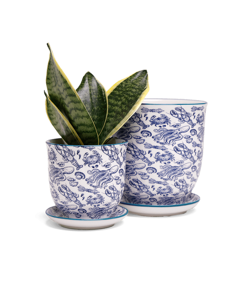 Liberte 5 Porcelain Pot And Saucer With Drainage - Chive UK Wholesale