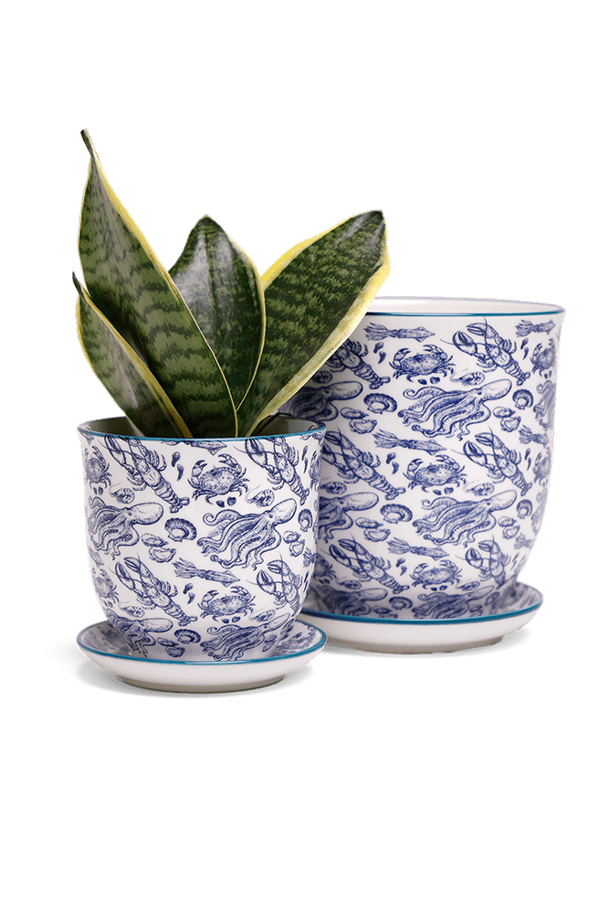 Liberte 5 Porcelain Pot And Saucer With Drainage - Chive UK Wholesale
