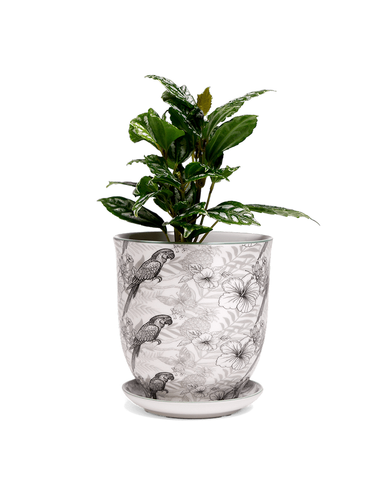 Liberte 5 Porcelain Pot And Saucer With Drainage - Chive UK Wholesale