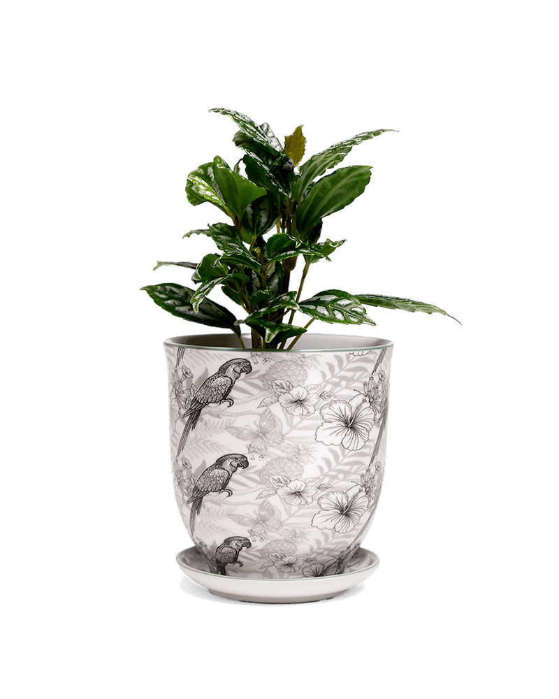 Liberte 5 Porcelain Pot And Saucer With Drainage - Chive UK Wholesale