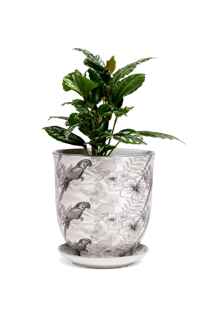 Liberte 5 Porcelain Pot And Saucer With Drainage - Chive UK Wholesale