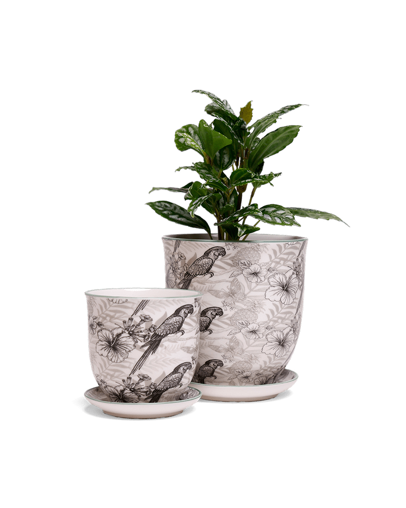Liberte 5 Porcelain Pot And Saucer With Drainage - Chive UK Wholesale