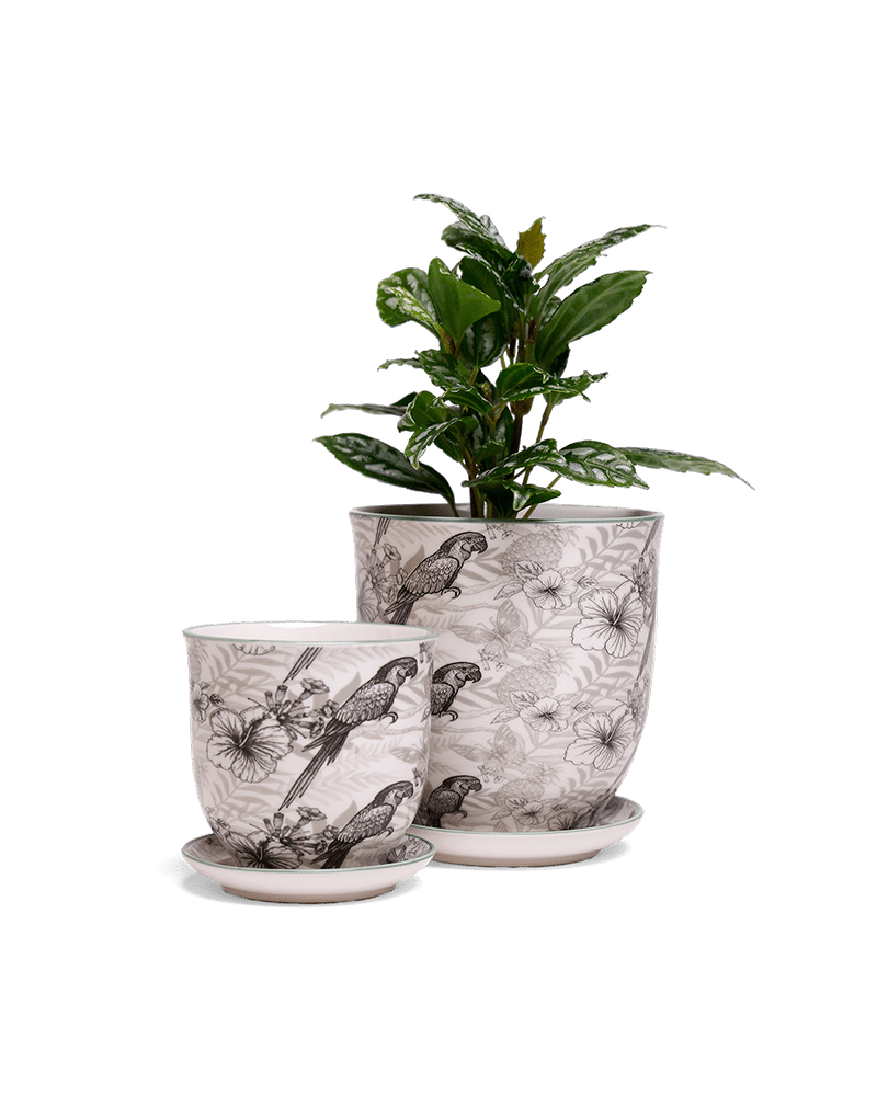 Liberte 5 Porcelain Pot And Saucer With Drainage - Chive UK Wholesale