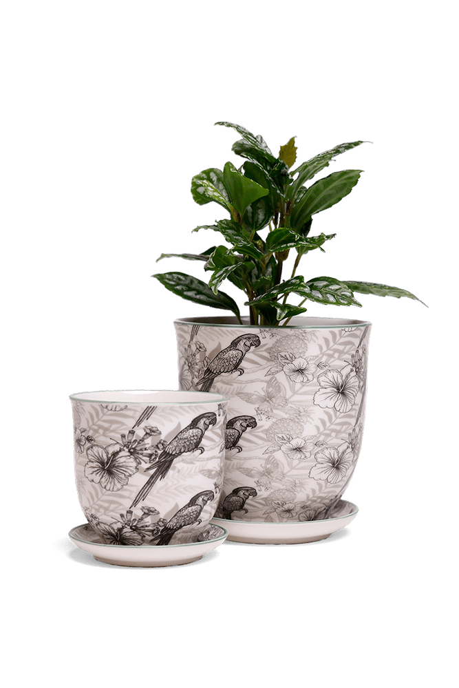 Liberte 5 Porcelain Pot And Saucer With Drainage - Chive UK Wholesale