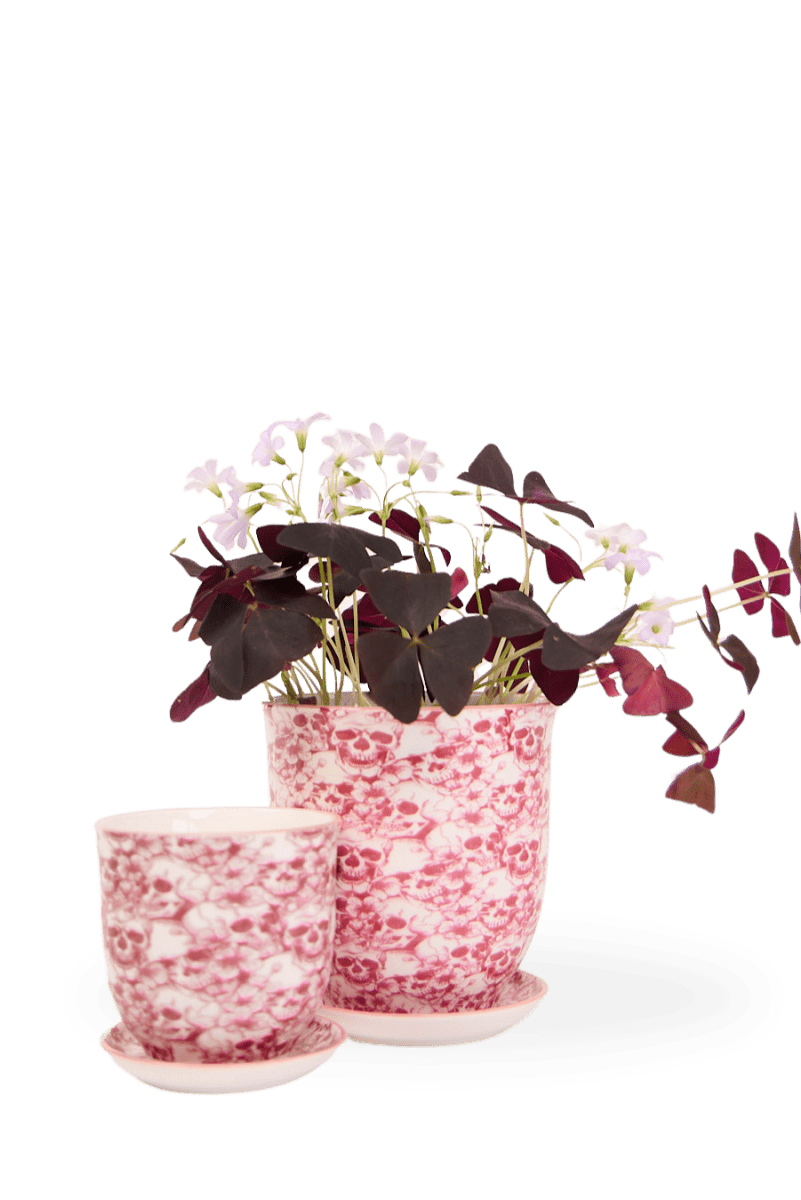 Liberte 5 Porcelain Pot And Saucer With Drainage - Chive UK Wholesale