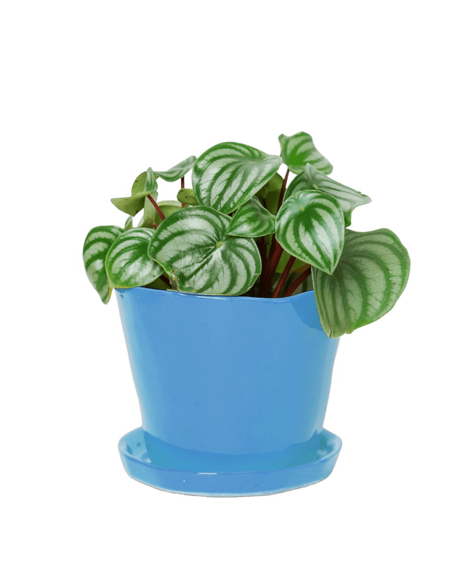 Tika Pot & Saucer | 5 inch - Chive UK Wholesale