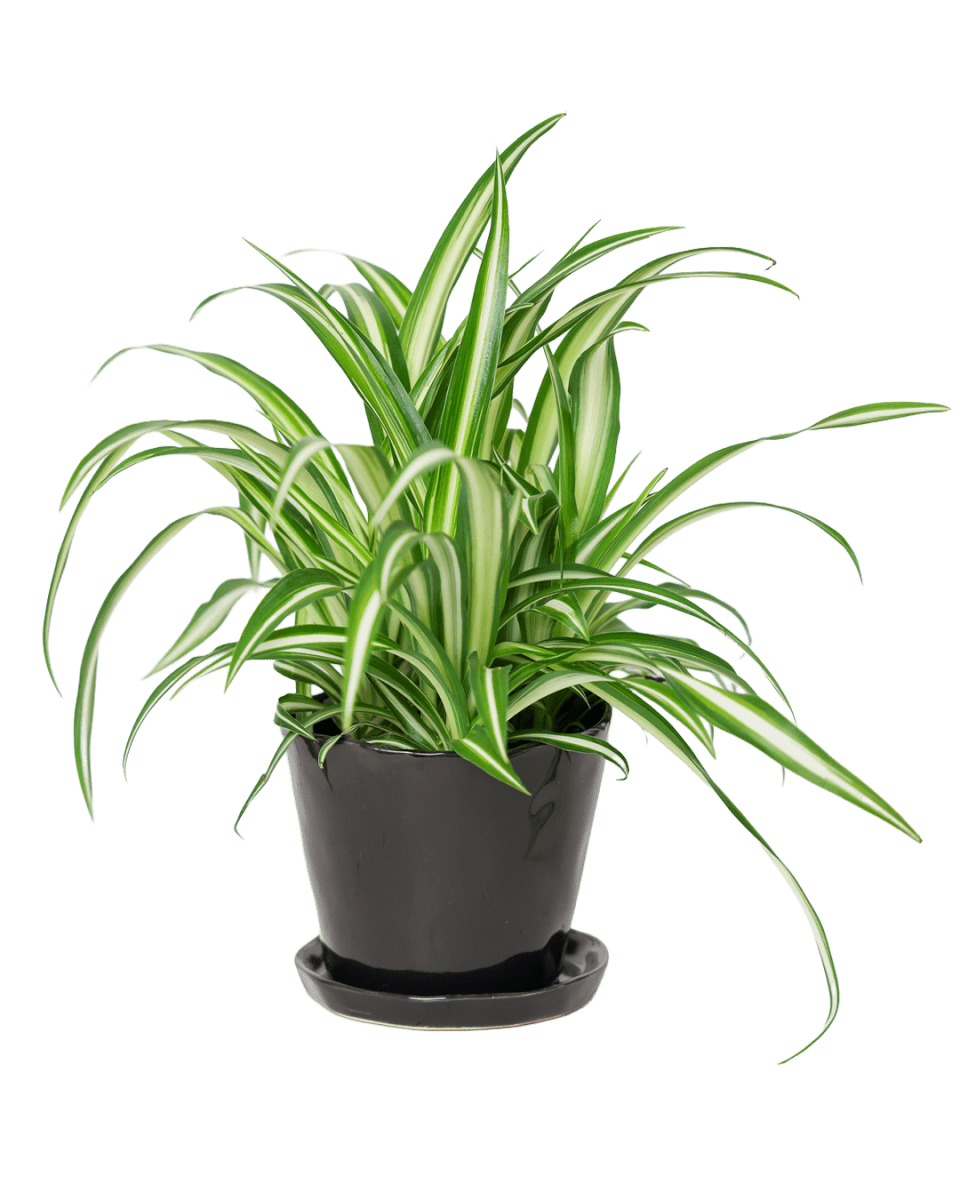 Tika Pot & Saucer | 5 inch - Chive UK Wholesale