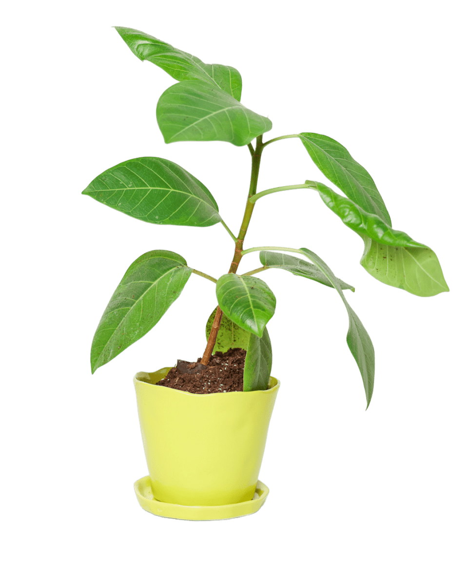 Tika Pot & Saucer | 5 inch - Chive UK Wholesale